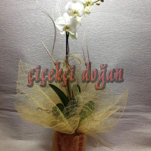 cido_orkide_tekli